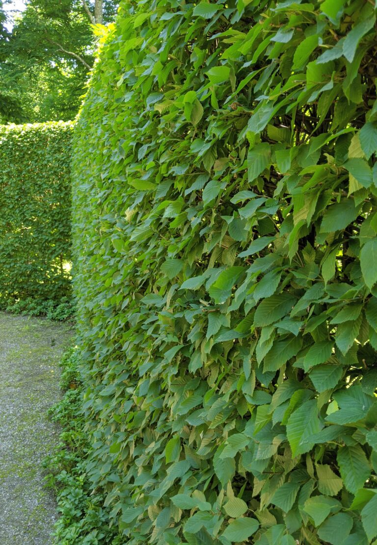 Pruning My Hornbeam Hedges - The Martha Stewart Blog