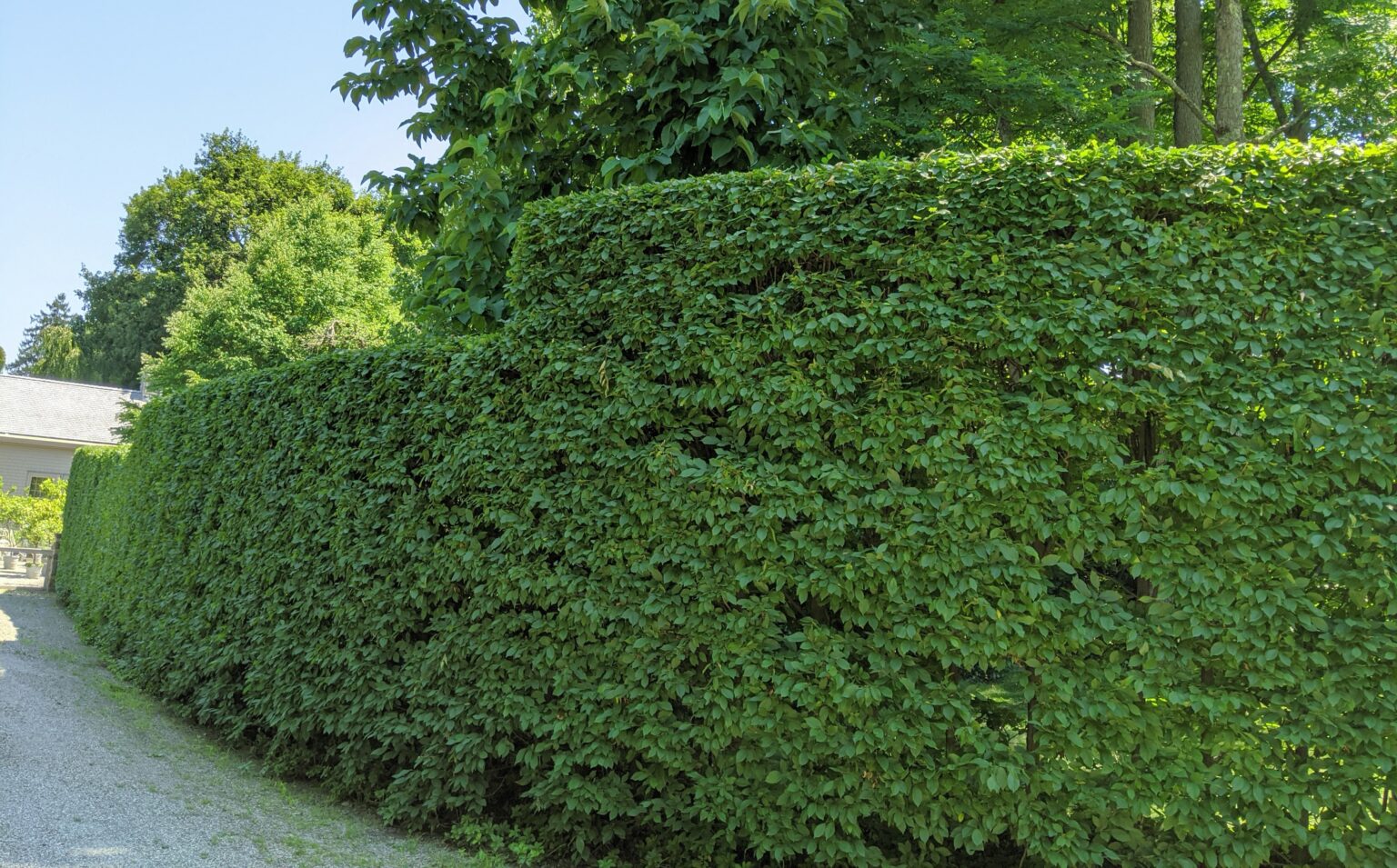 Pruning My Hornbeam Hedges - The Martha Stewart Blog