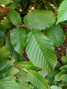 The English hornbeam is related to the beech tree, with a similar leaf shape. On the hornbeam, the leaves are actually smaller and more deeply furrowed than beech leaves. They become golden yellow to orange before falling in autumn.