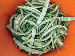 Bush beans are second only to tomatoes as the most popular vegetables in home gardens. Bush beans, or snap beans, are eaten when the seeds are small.