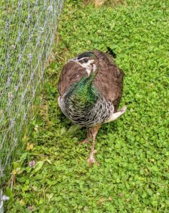 This peahen also stopped foraging for insects to see who was visiting.