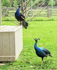 Peacocks and peahens are very smart, docile, and adaptable birds. They are also quite clever and very curious. I think these two are hoping for some treats.