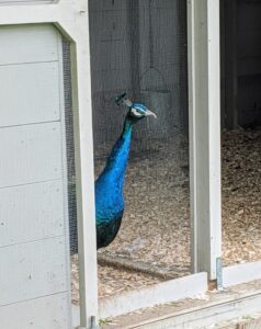 And here is one peering out of the coop - looking around before it decides whether to go out or stay in. My peafowls are so wonderful - I am glad they are thriving here at Cantitoe Corners.