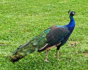 This peacock is still young - he won’t have his full tail until at least three years of age. Peahens usually choose males that have bigger, healthier plumage with an abundance of eyespots.
