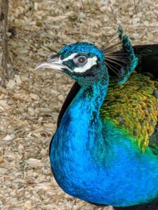 These birds are so photogenic with their iridescent blue necks – so handsome.