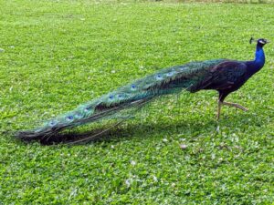The males are so handsome with their long tails but do not underestimate their power. Full-grown, peacocks can weigh up to 13-pounds. The peacock's brilliant train contains more than 200 shimmering feathers, each one decorated with eyespots.