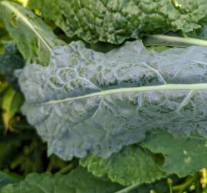 Kale or leaf cabbage is a group of vegetable cultivars within the plant species Brassica oleracea. They have green or purple leaves, in which the central leaves do not form a head.