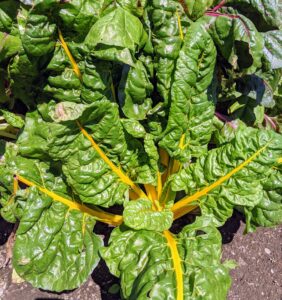 Swiss chard is a leafy green vegetable often used in Mediterranean cooking. The leaf stalks are large and vary in color, usually white, yellow, or red. The leaf blade can be green or reddish in color.