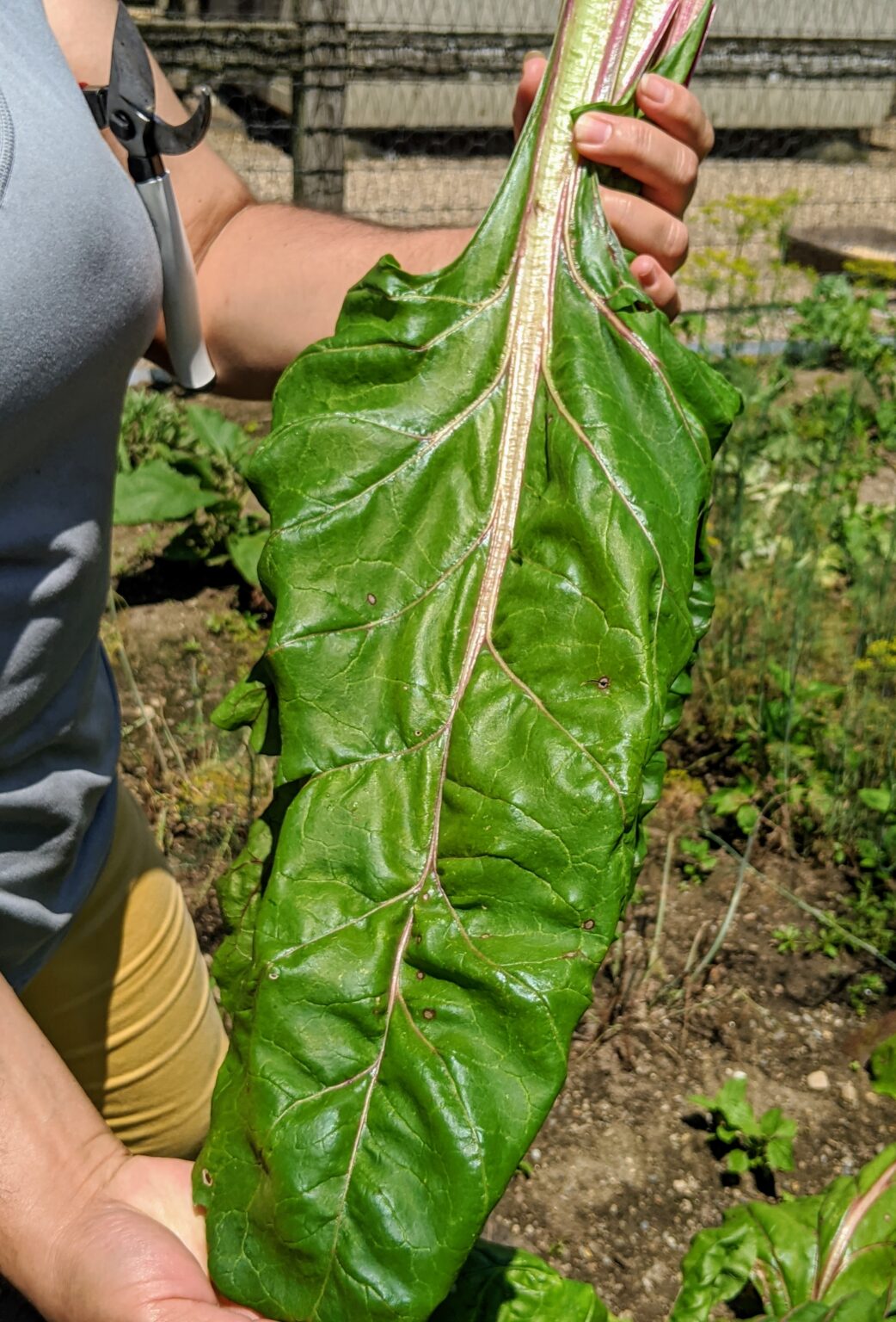 Harvesting Vegetables from My Garden - The Martha Stewart Blog