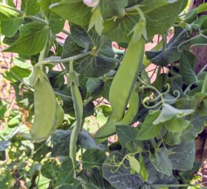 We planted many peas along the garden fence – there are more snow peas ready for picking too.