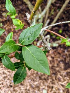 Blueberry bushes have glossy leaves that are green or bluish-green from spring through summer. The leaves are ovate, in an irregular oval or slightly egg shape that is wider at the bottom than the top. Blueberry leaves can also be harvested and dried for teas.