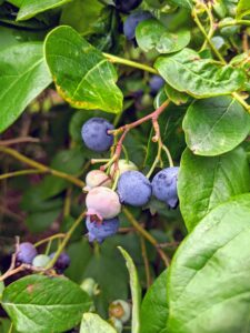 Blueberries don’t actually reach their full flavor until a few days after they turn blue, so a tip to know which ones are the best – tickle the bunches lightly, and only the truly ripe ones will fall into your hand.