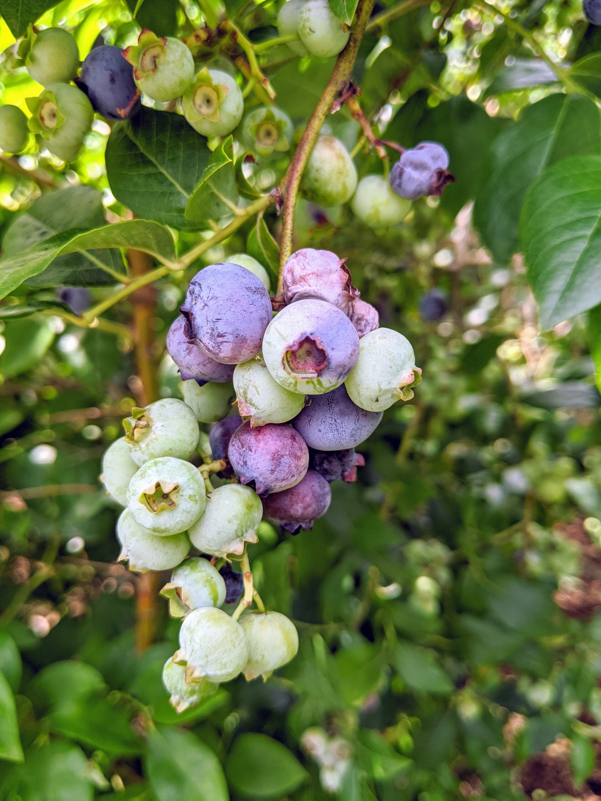 Picking Fresh Blueberries at My Farm - The Martha Stewart Blog