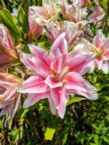 Rose lily flowers are pollen-free Oriental Liliums and have at least a double amount of petals. They also have a sweet fragrance and an excellent vase and pot life.