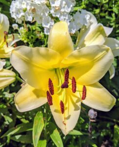 Lily flowers are large, often fragrant, and come in a range of colors including yellows, whites, pinks, reds, and purples. These plants are late spring- or summer-flowering.