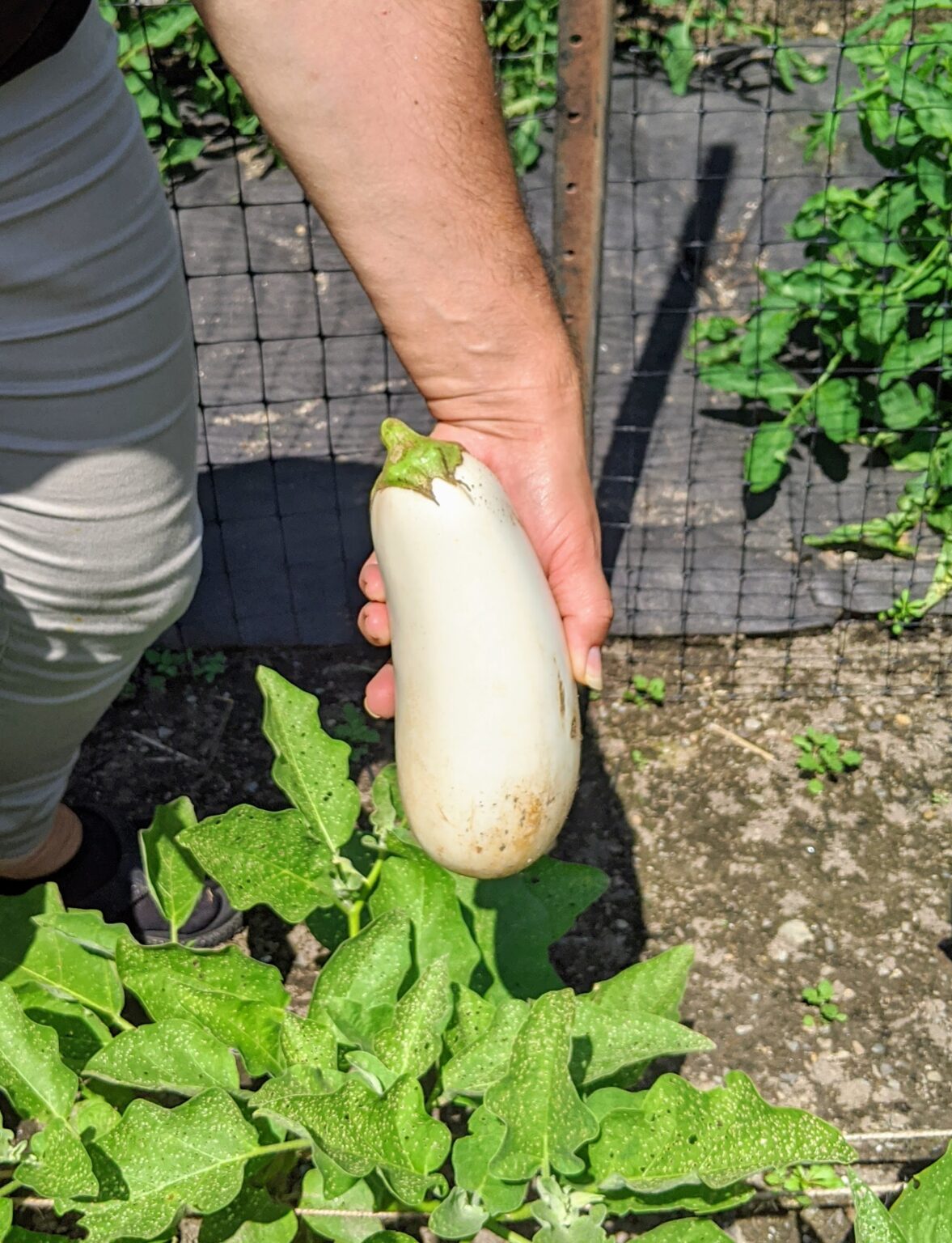 Picking Eggplants, Squash, Cucumbers and More The Martha Stewart Blog