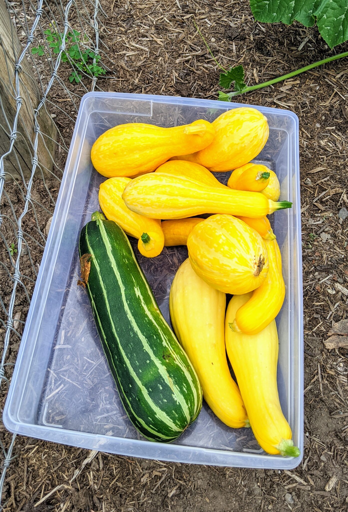 Picking Eggplants, Squash, Cucumbers and More The Martha Stewart Blog