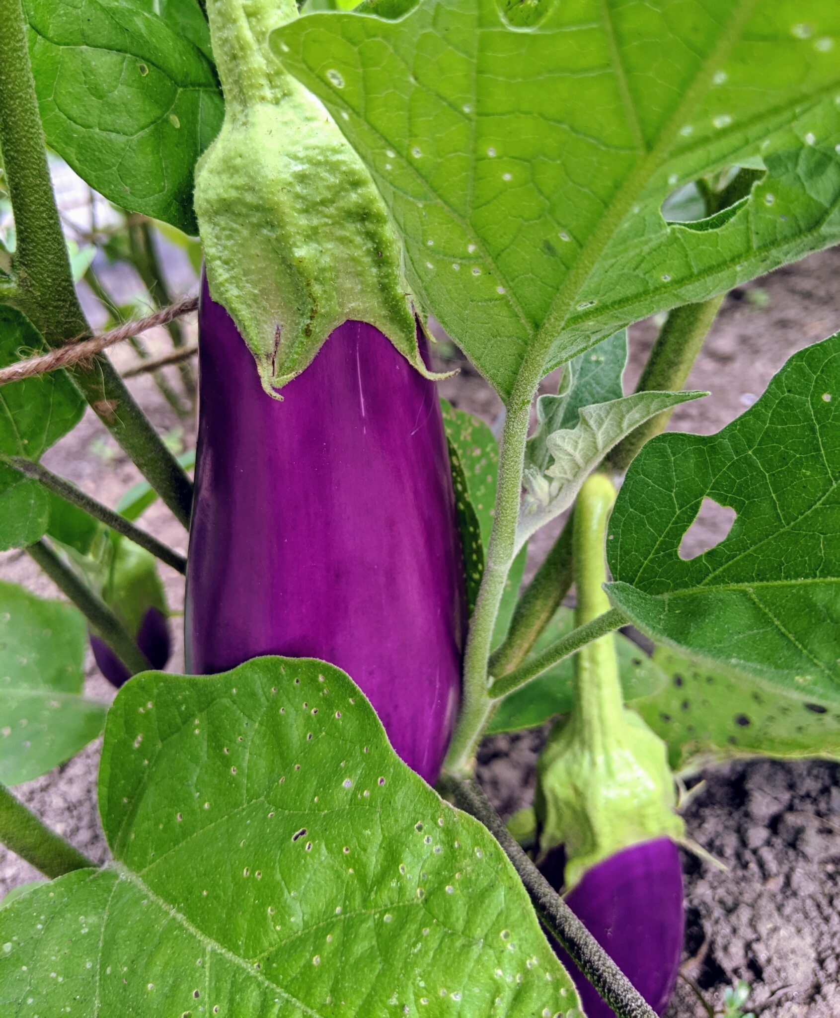 Picking Eggplants, Squash, Cucumbers and More The Martha Stewart Blog
