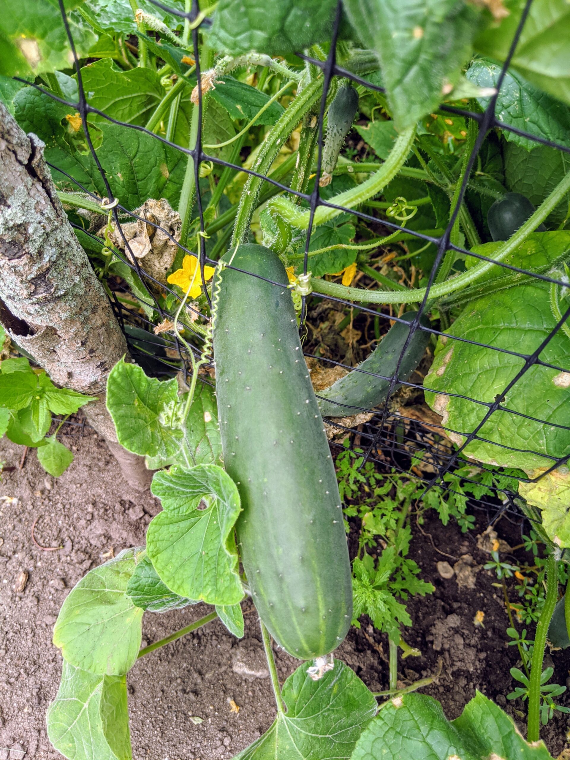 Picking Eggplants, Squash, Cucumbers and More - The Martha Stewart Blog