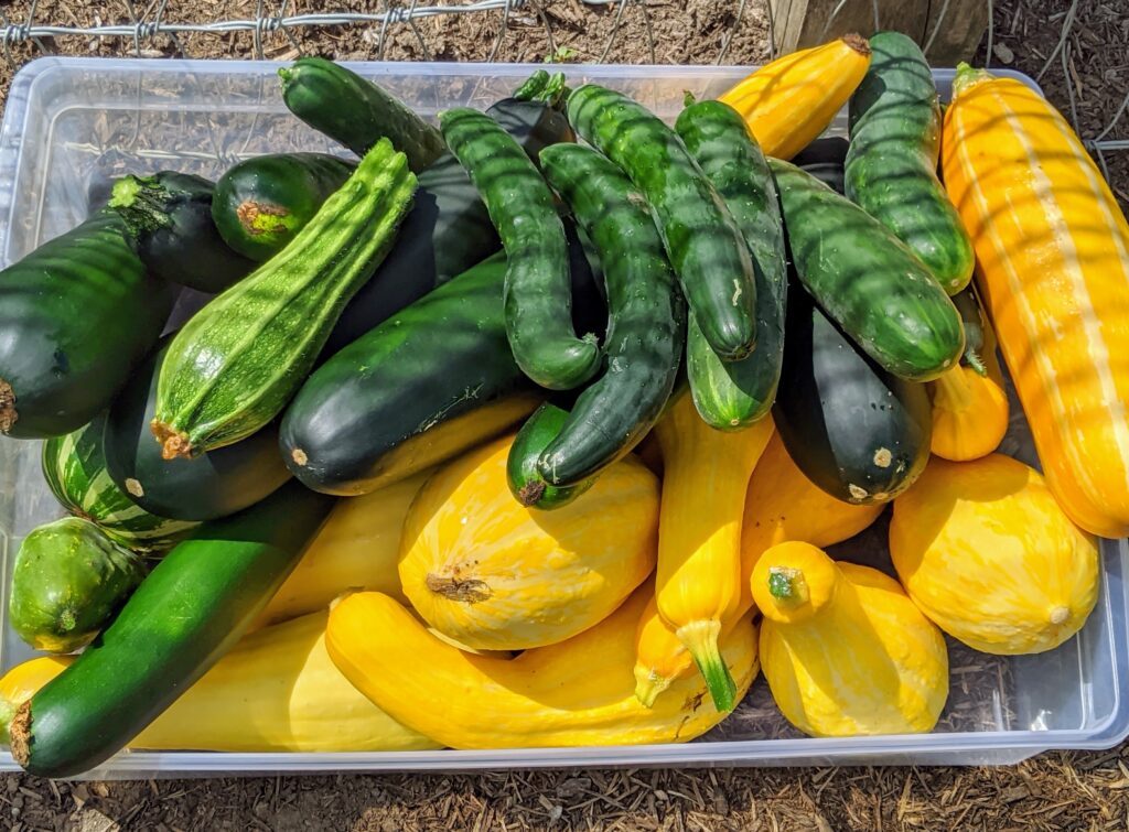 Picking Eggplants, Squash, Cucumbers and More The Martha Stewart Blog
