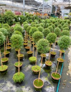 Dennis and Bill have hundreds of beautiful topiaries. In this section are rows and rows of myrtle topiaries.
