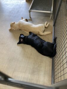 Here is a cute picture of Jackie and Silka sleeping on a hot afternoon. My dogs are typically tired by the end of the day because of all the exercise they get. I always enjoy watching my dogs nap after a fun morning of activities.