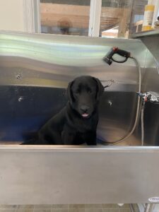 Justus sits in the bathtub and poses for a picture. All of my dogs are very calm and used to regular grooming, travel, and people.