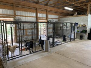 Here is a better picture of the kennel. I built my kennel inside my family's livestock barn. My kennel is 315 square feet - I wanted it to be as roomy as possible. Safari and Goodie are posing here for the picture.