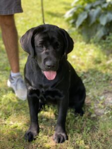 This is Kima, Safari’s daughter, who is just a year old. Fabian and I are both hopeful she will be a successful show dog. I am looking forward to showing Kima once it is safe to do so. I think she's gorgeous.