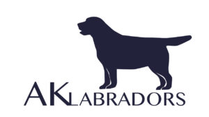 Nine years later, here is my logo for AK Labradors. My mother, Susan, Martha, and I all added input into the design. The dog in the logo was inspired by a picture of Safari I took at the American Kennel Club National Series in Orlando, Florida in 2019.