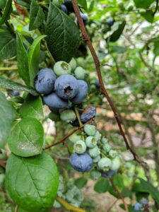 There are two types of blueberries, highbush and lowbush. Highbush blueberries are the types you commonly find at grocery stores and farmers' markets. Lowbush blueberries are smaller, sweeter blueberries often used for making juices, jams, and baked goods.