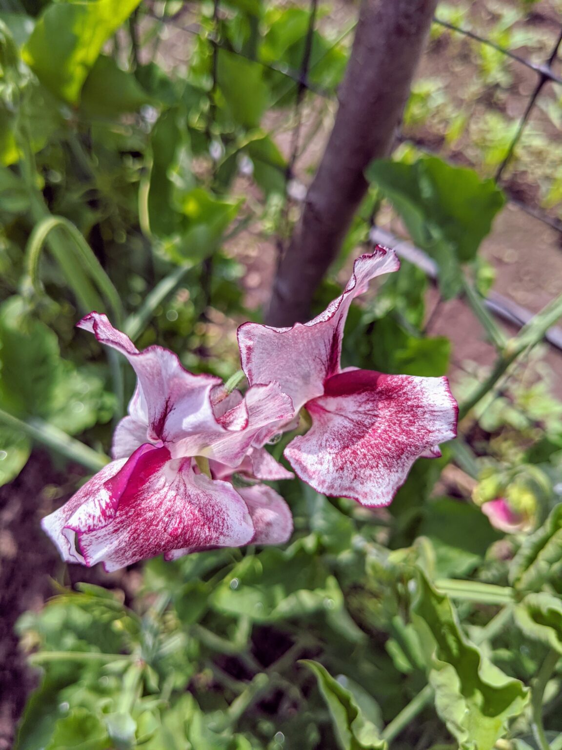 Picking Sweet Peas The Martha Stewart Blog