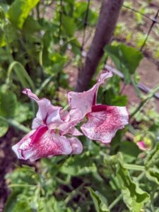 This dark red and white sweet pea is a big favorite here at the farm. Sweet peas prefer rich but well-drained soil. A slightly alkaline soil pH of about 7.5 is ideal for sweet peas.