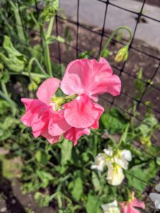 Sweet peas love water, and without consistent moisture, they'll fail to thrive, and feed the plants weekly with a diluted fish and seaweed emulsion.