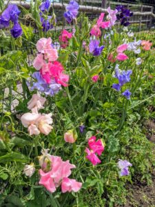 Sweet pea varieties include mixes with exceptional fragrance. These are very attractive to hummingbirds. This mix provides large, two-inch blossoms in bright, clear colors of purple, pink, and white.