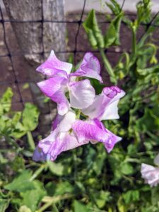 Sweet pea seeds resemble edible sweet peas, but they are very toxic if eaten, so be sure to keep them far from children and pets.