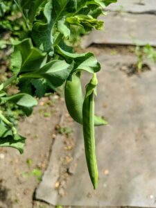 The pea plant can be bushy or climbing, with slender stems. They are best grown on supports to keep them off the ground and away from many pests and diseases. It's best to pick peas early in the morning before it gets too warm.