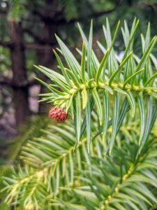 It has sharply-pointed, finely-toothed, blue-green needles with very small oval-shaped fruiting cones that appear in small groups at the shoot ends.