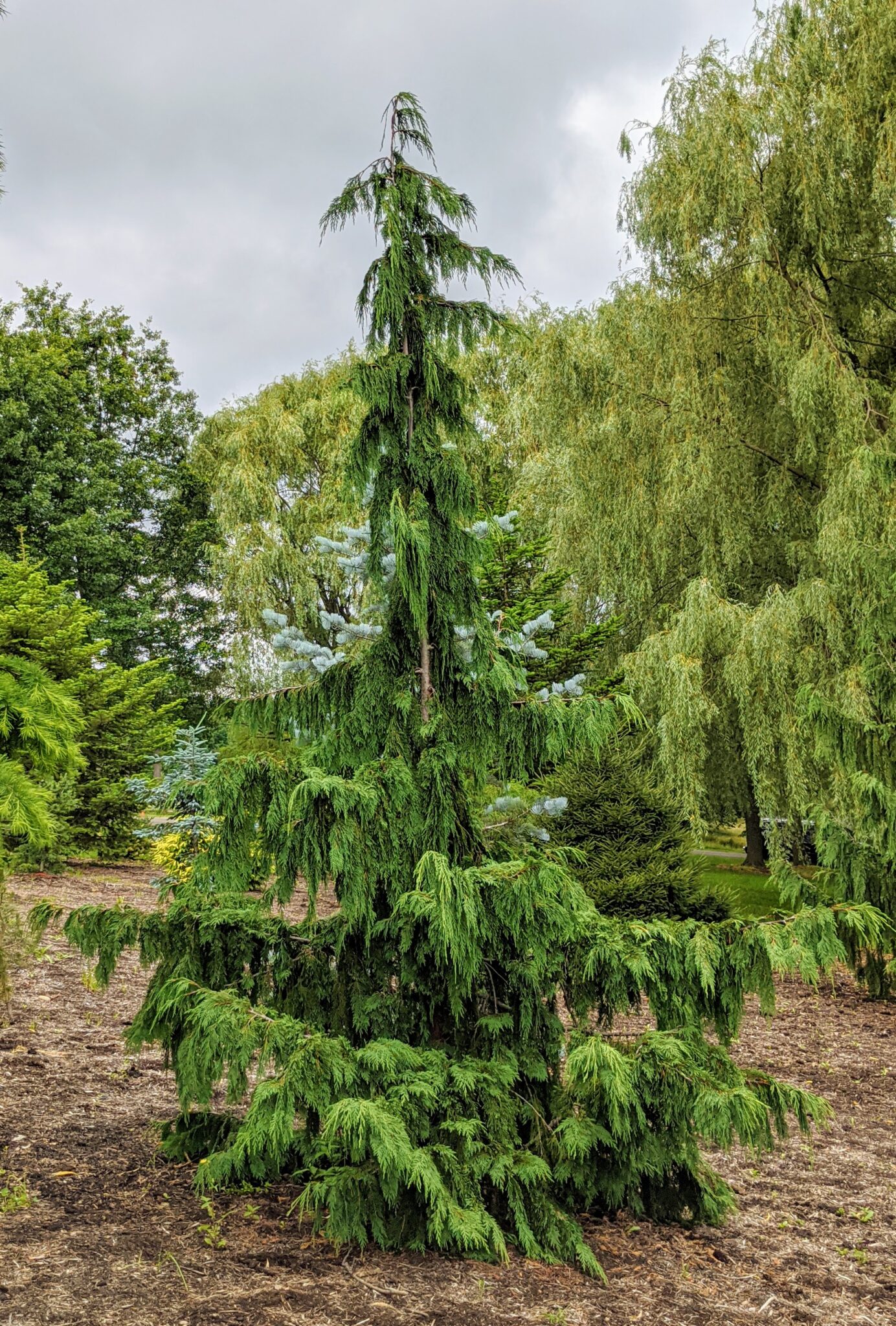 My Growing Pinetum - The Martha Stewart Blog