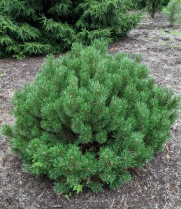 Pinus mugo is a multi-stemmed shrub or broad-rounded small tree, which is typically very dense and grows wider than tall. It has bright green needles, scaly brown-gray bark, and small cones, which appear at the tips.