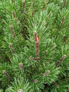 Pinus mugo is also known as creeping pine, dwarf mountain pine, mugo pine, scrub mountain pine, or Swiss mountain pine. It is a species of conifer native to high elevation habitats from southwestern to Central Europe. A single shrub produces both male and female cones.