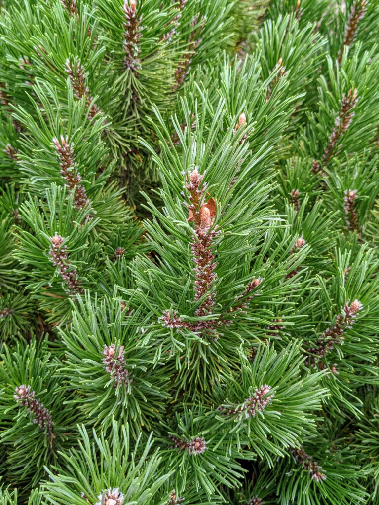 My Growing Pinetum - The Martha Stewart Blog