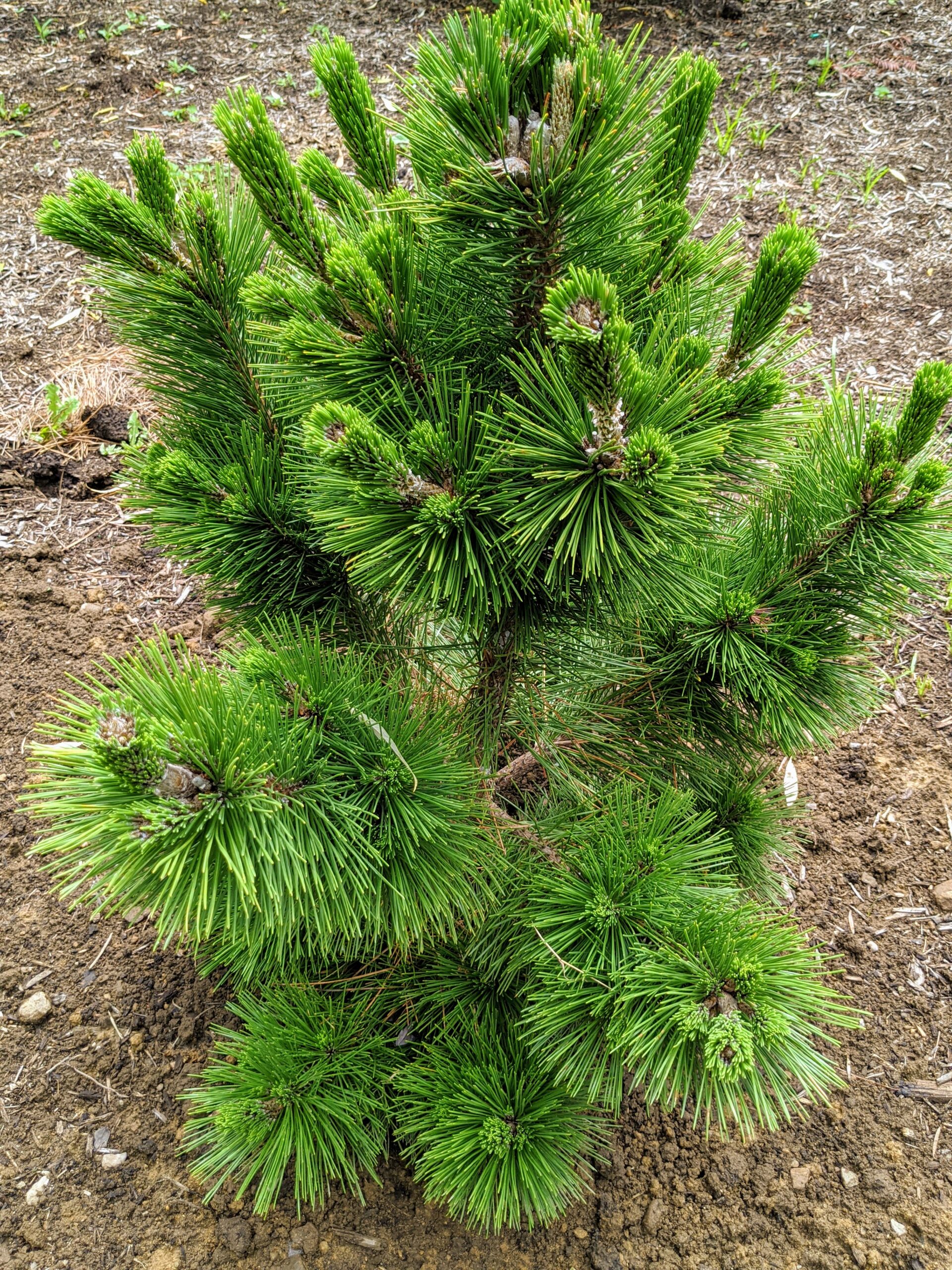 Pinus thunbergii 'Thunderhead' is a compact black pine that only ...