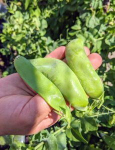 Snow peas are also known as Chinese pea pods. They are flat with very small peas inside, and the whole pod is edible.