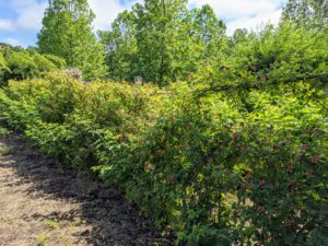 Summer-bearing raspberry bushes produce one crop each season. The fruits typically start ripening in late June into July with a crop that lasts about one month.