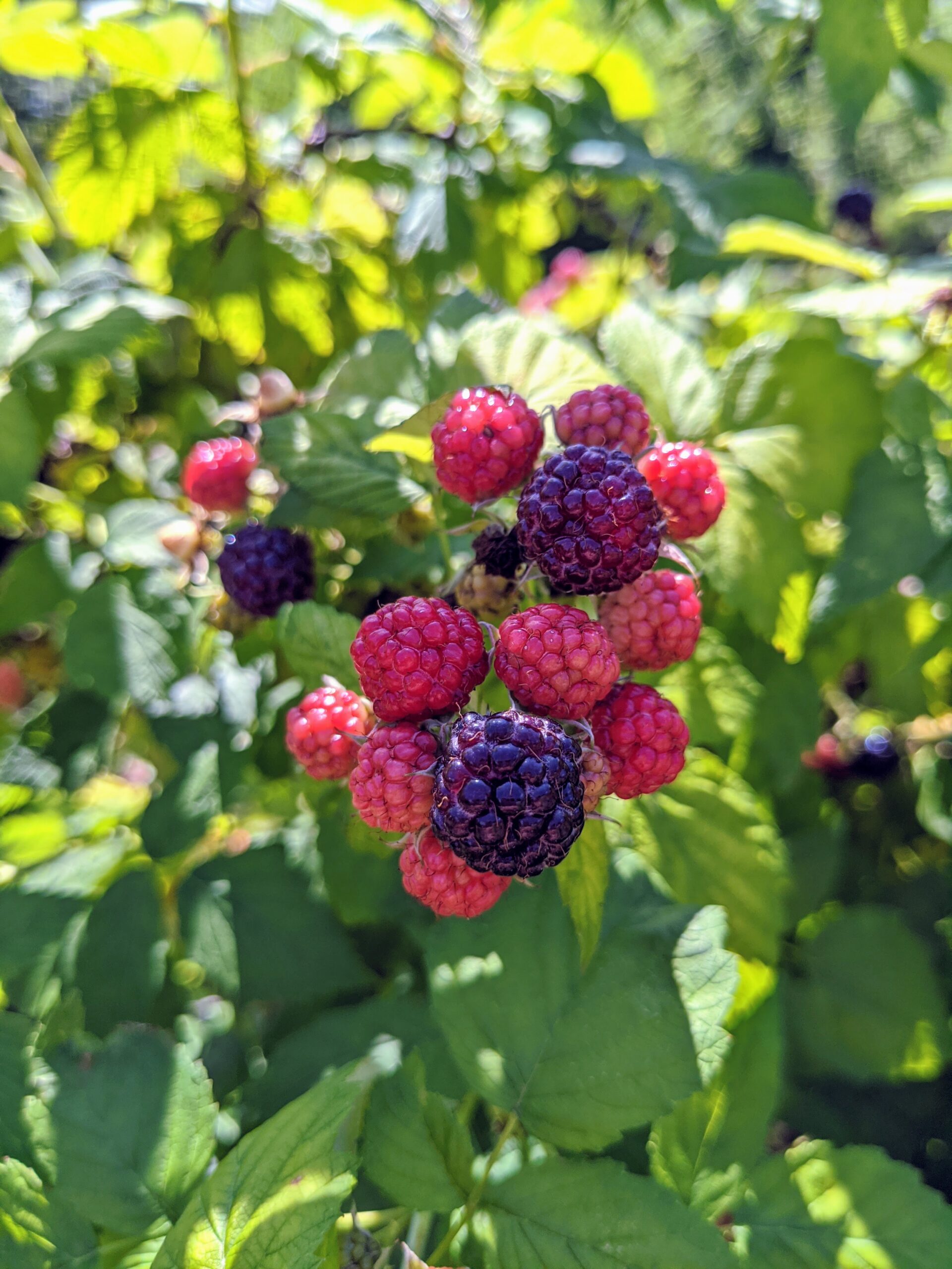 The Martha Stewart Blog : Blog Archive : Picking Sweet Raspberries at ...