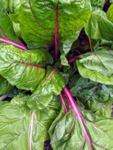 Look at these vibrant red Swiss chard stalks. And Swiss chard is a nutritional powerhouse - it's filled with vitamins K, A, and C, and is also a good source of magnesium, potassium, iron, and dietary fiber.