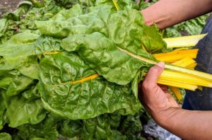 Elvira harvests some of the Swiss chard. Swiss chard is a leafy green vegetable often used in Mediterranean cooking. The leaf stalks are large and vary in color, usually white, yellow, or red. The leaf blade can be green or reddish.