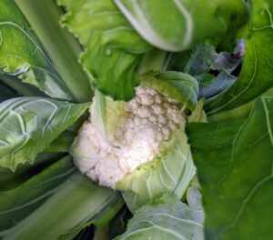 The cauliflower isn't ready quite yet either, but look at this white variety of cauliflower – beautiful, and so, so healthy.