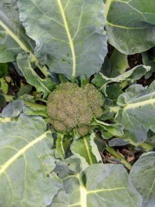 Here' a head of broccoli, which is high in vitamins A and D. We will have some nice heads of broccoli, cauliflower, and cabbage in our next harvest.